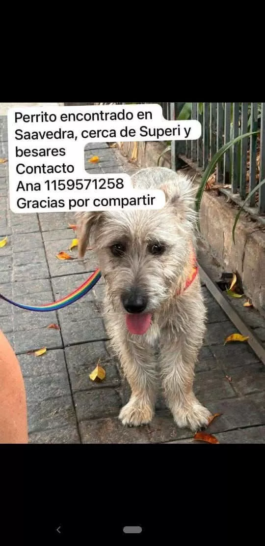 4 puntos antes de adoptar
