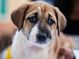 Consejo para primer contacto con animal perdido