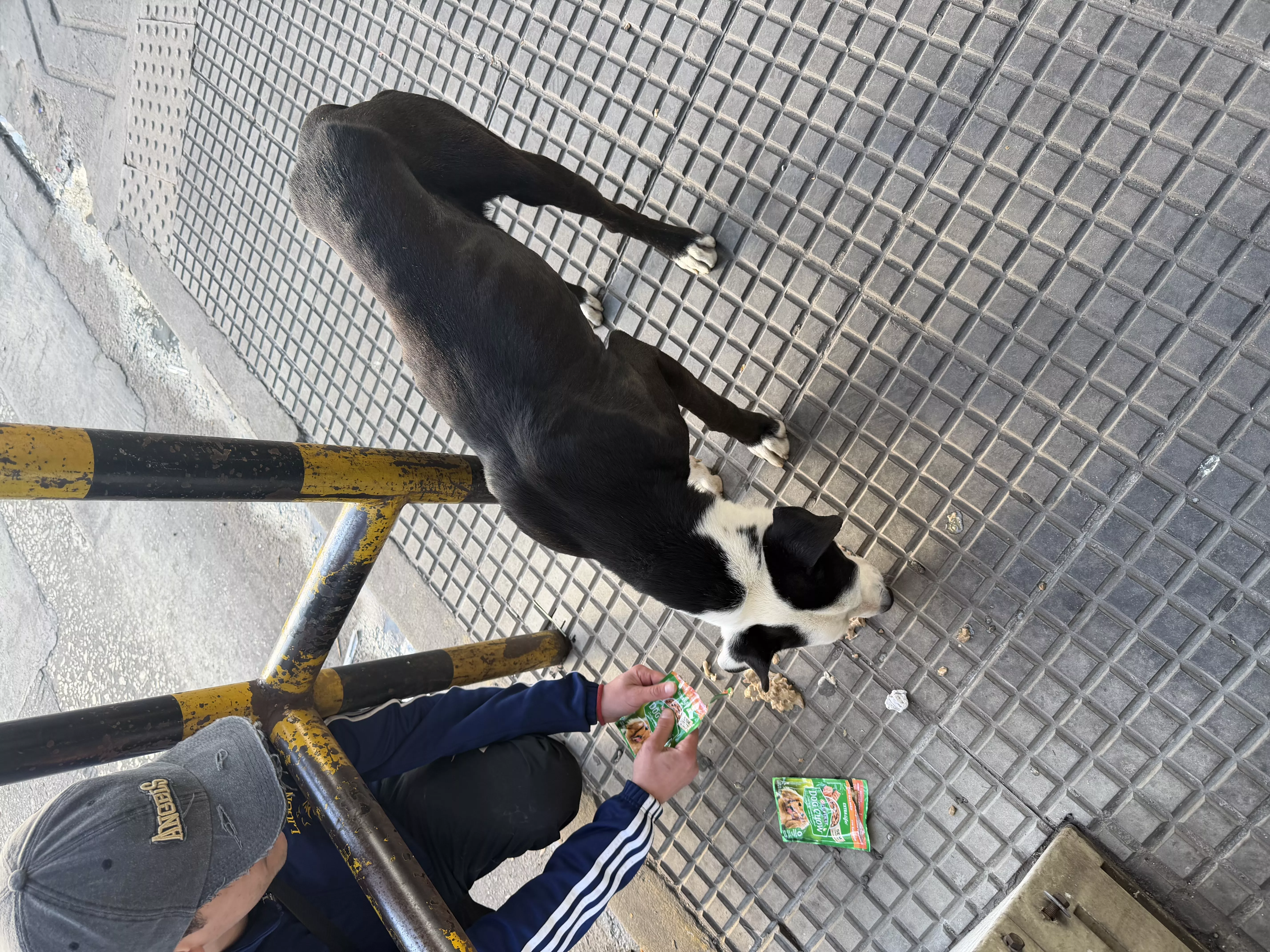 Foto 4 de la mascota