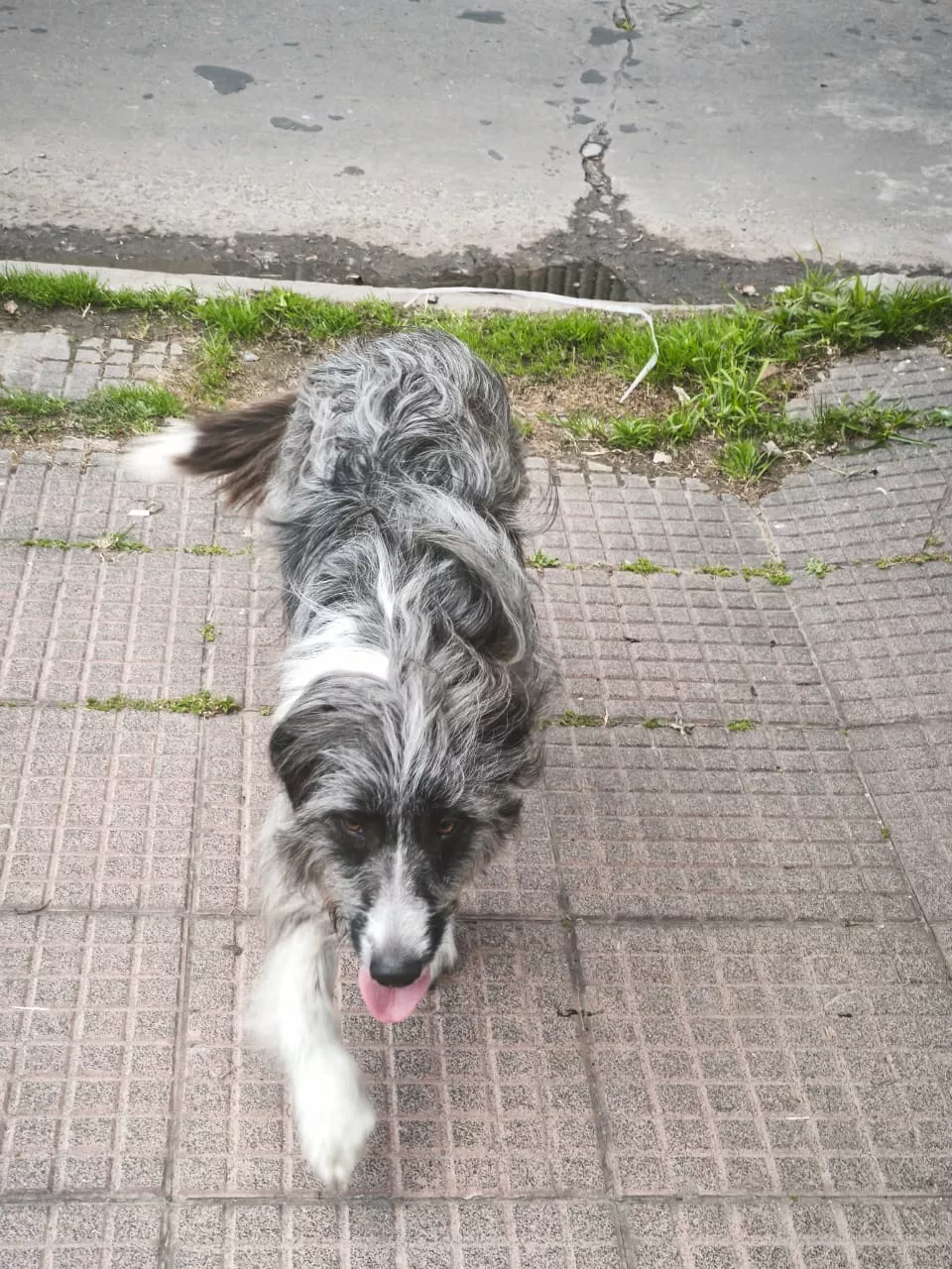 Mascota