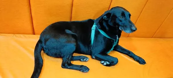Mascota