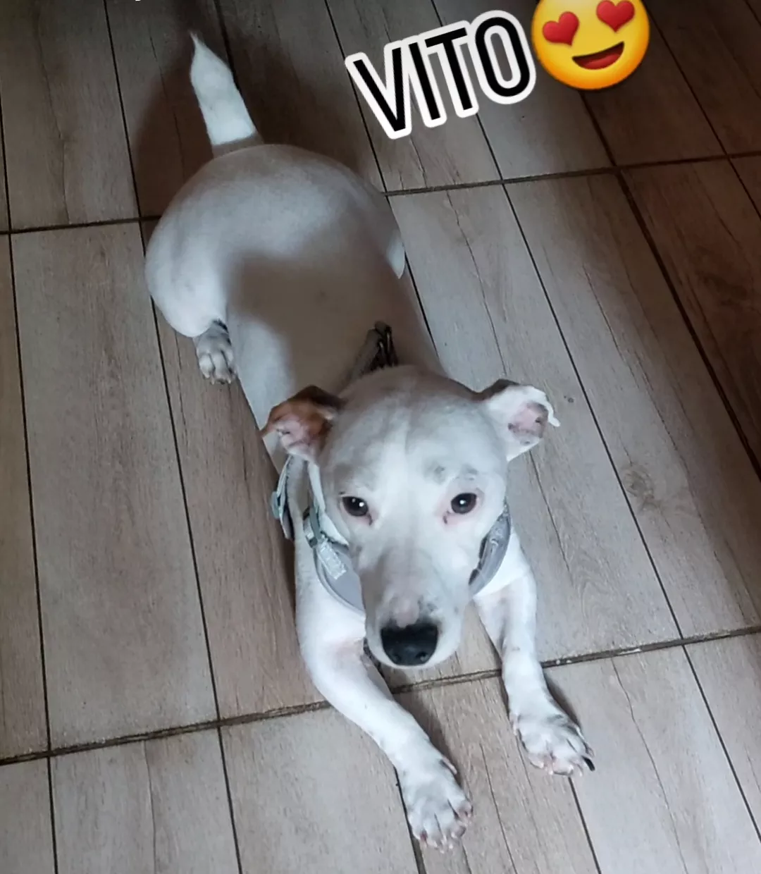 Vito